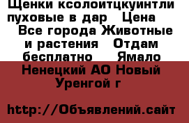 Щенки ксолоитцкуинтли пуховые в дар › Цена ­ 1 - Все города Животные и растения » Отдам бесплатно   . Ямало-Ненецкий АО,Новый Уренгой г.